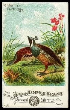 31 Californian Partridge